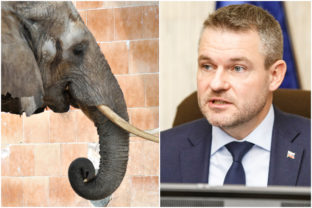 Slon africký, NZZ Bojnice, Peter Pellegrini