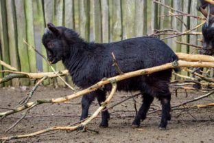Koza, Zoo Bojnice