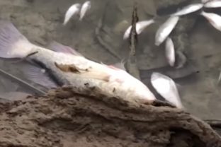 uhynuté ryby Austrália, sucho