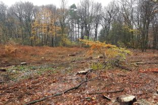 Lesy SR ťažia drevo na Devínskej Kobyle a Vydrici