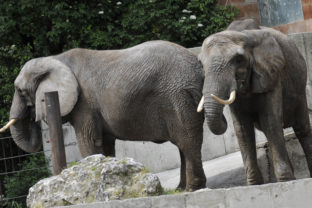 slony, zoo