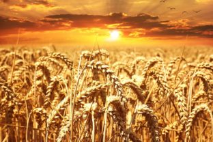 Wheat field 640960_1280.jpg