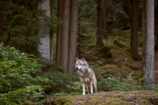 les, vlk