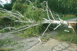 búrka, spadnutý strom