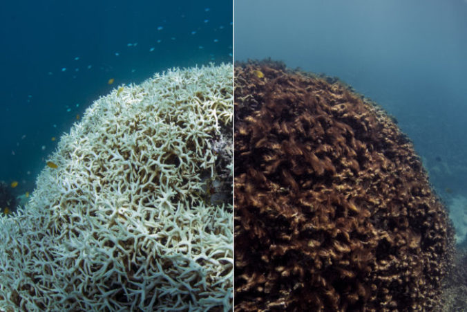 Vlny horúčav zabíjajú koraly takmer okamžite, kusy Veľkej koralovej bariéry sa začali odlamovať