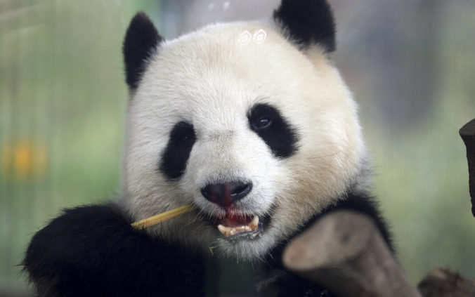 Do zoo v Berlíne by mohol pribudnúť nový vzácny prírastok, panda Meng Meng je zrejme tehotná