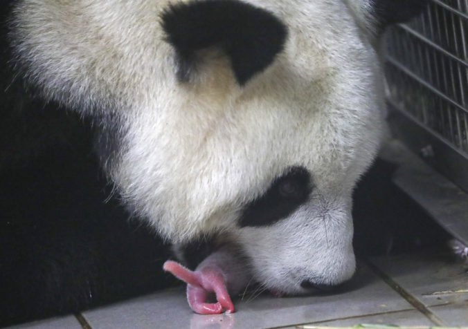 Video: V belgickej zoo privítali dvojčatá pandy veľkej, matka Hao Hao sa mláďatá stará s láskou