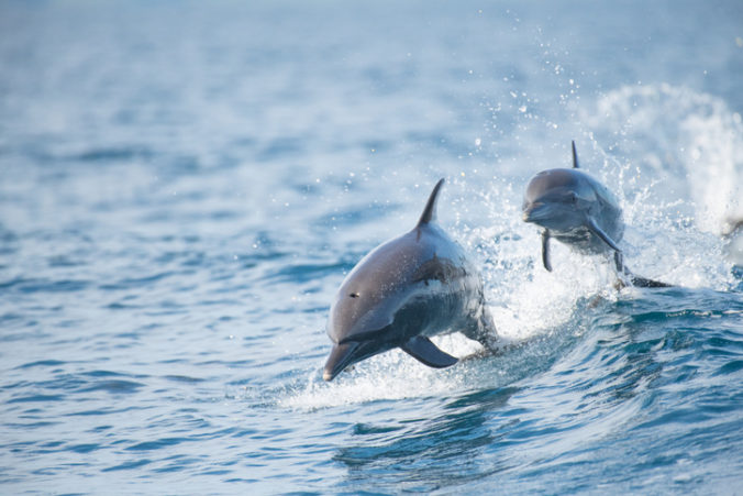 Delfíny v Lamanšskom prielive sú vystavené kokteilu zo škodlivín, v koži im našli aj ortuť