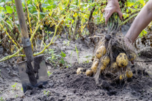 Hnojenie zemiakov