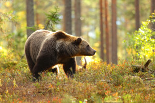 medveď, les