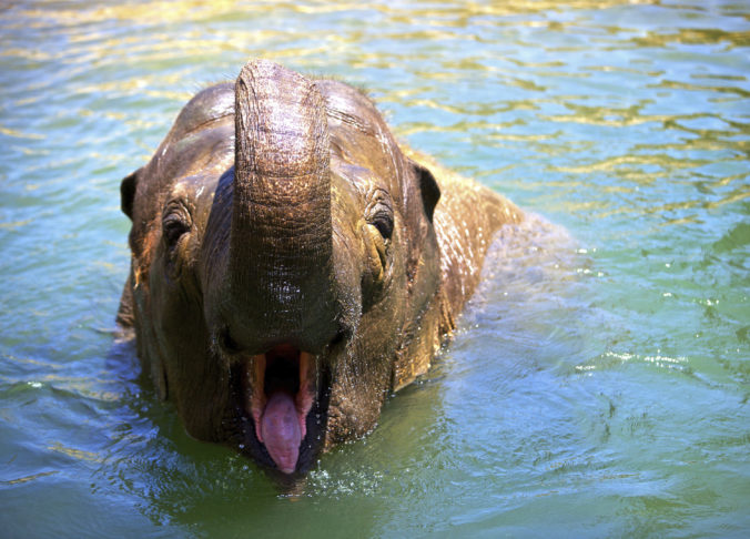 V Santa Barbare utratili samicu slona ázijského, bola posledným slonom v zoologickej záhrade