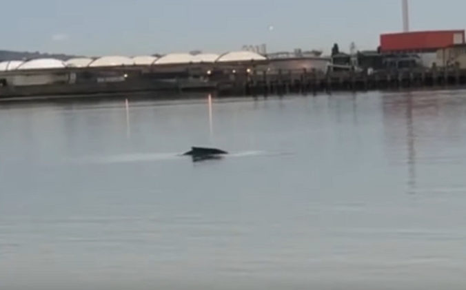 Video: V britskej Temži plával vráskavec dlhoplutvý, veľryba mala takmer desať metrov
