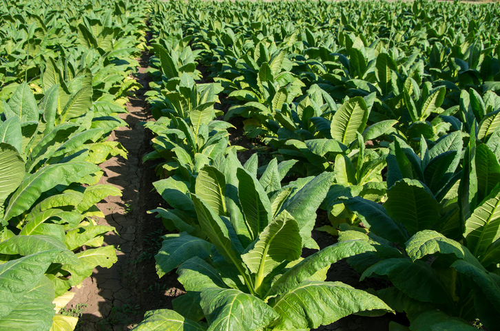 Pestovanie tabaku