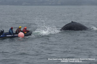 Záchrana veľryby, San Fransisco