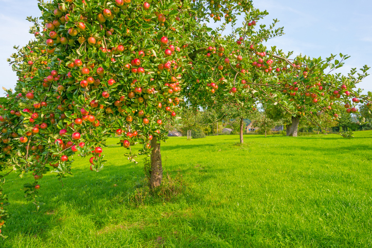 Sadenie ovocných stromčekov