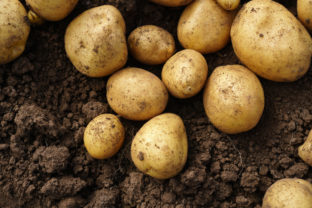 Sadenie zemiakov