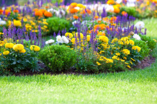 Letná záhrada - kvety