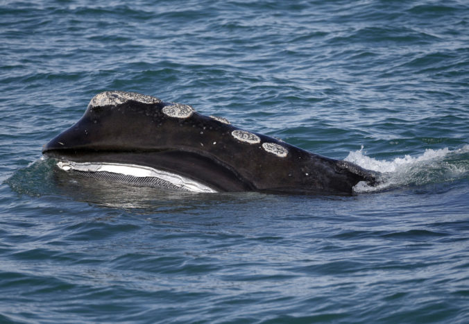 Oteplovanie oceánov veľryby ochranári vedci