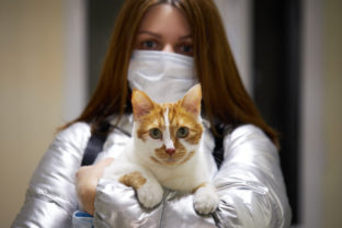 Mačka a koronavírus