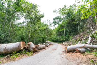 Fallen trees cut to clear path for road through rainforest