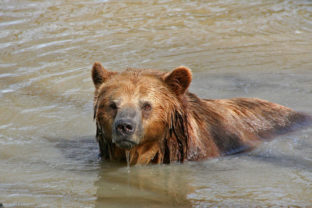 V španielskom národnom parku videli po 150 rokoch medveďa hnedého
