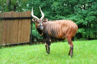 Antilopa bongo, ZOO Bojnice