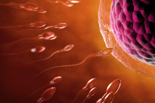 Oplodnenie výskum studia vajicko spermia
