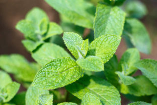 Fresh green mint sprouts as a background.