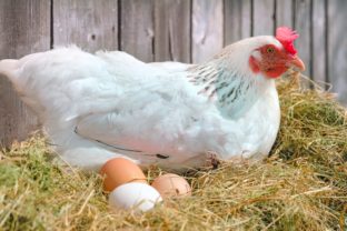 Vajcia, sliepka, voľný chov
