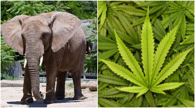Slon, zoo, marihuana