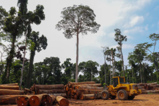 Odlesňovanie, výrub lesov