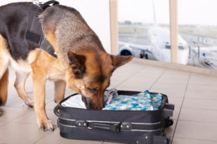 Pes, polícia, letisko