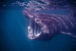 Žralok obrovský