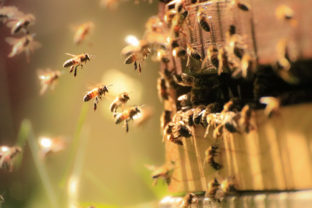 Včely, úľ
