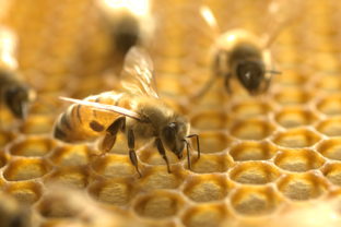 Včely, včela, úľ