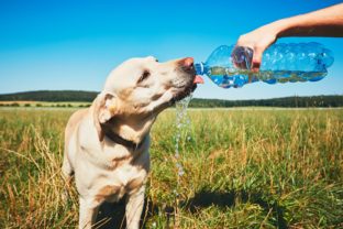 Pes, horúčava, voda