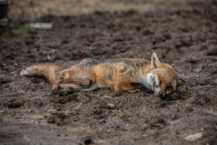 Mŕtva líška
