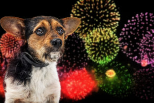 Dog Afraid of Independence Day Fireworks