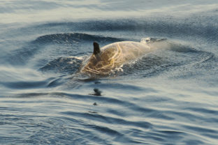 Vorvaňovec zobcový, veľryba