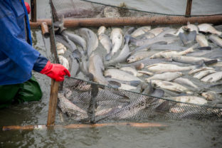 Ryby, rybné hospodárstvo