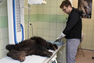 Medveď, veterinár