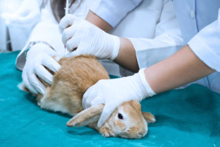 Animal Health care concept. Hand Doctor or Veterinarian are examining and used syringe and injection on Adorable rabbit on green drape in Operating Room and Animal anesthesia before surgery