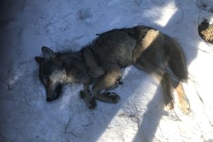 Zastrelený vlk, pytliactvo