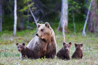 Medveď hnedý, medvedica, mláďatá
