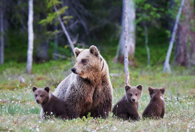 Medveď hnedý, medvedica, mláďatá