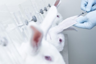 Testovanie na zvieratách, králiky