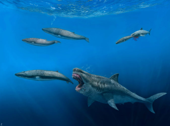 This illustration provided by J. J. Giraldo depicts a 16-meter (52-foot) Otodus megalodon shark predating on an 8-meter (26-foot) Balaenoptera whale in the Pliocene epoch, between 5.4 to 2.4 million years ago. At background right, a 4-meter (13-foot) Carcharodon shark seizes a 2.5-meter (8-foot) juvenile of the whale pod. The giant megalodon shark that roamed the oceans millions of years ago could have devoured a creature the size of a killer whale in just five bites, according to a study published Wednesday, Aug. 17, 2022, in the journal Science Advance