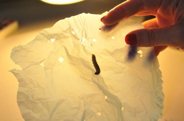 Video: Húsenice jedného druhu nočného motýľa dokážu konzumovať plast