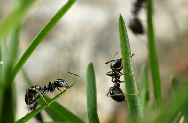 Nový druh mravca pomenovali po skupine Radiohead