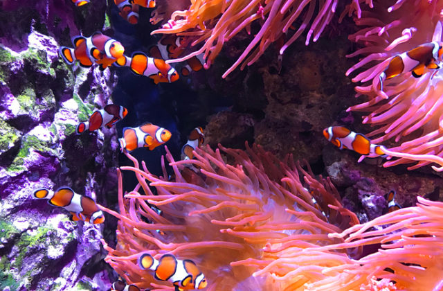 Vo Veľkej koralovej bariére uhynula vlani takmer tretina koralov